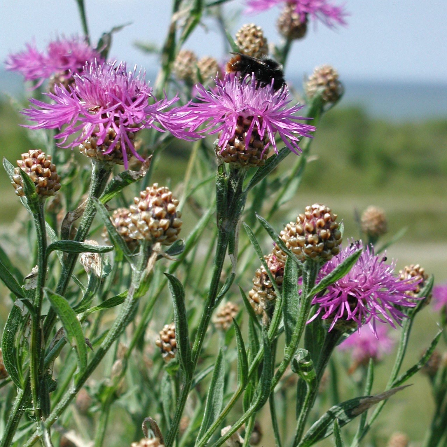  Almindelig Knopurt (Centaurea jacea)
