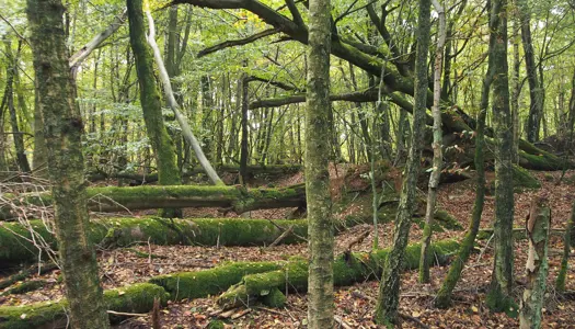 Orkanskoven i Almindingen på Bornholm