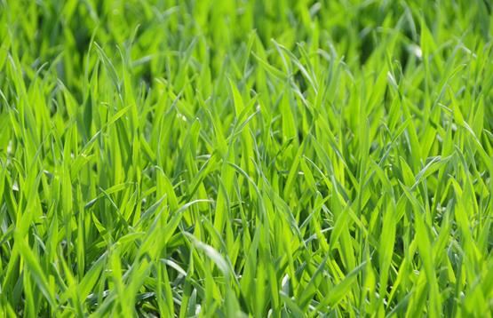 5) Behold afklippet græs