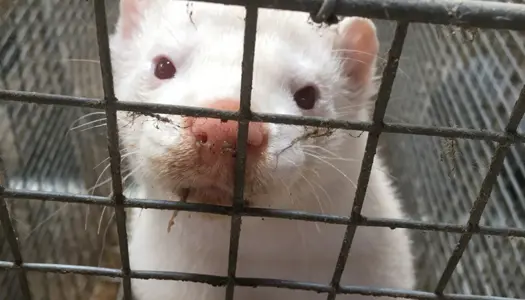 Stop minkavl i Danmark!