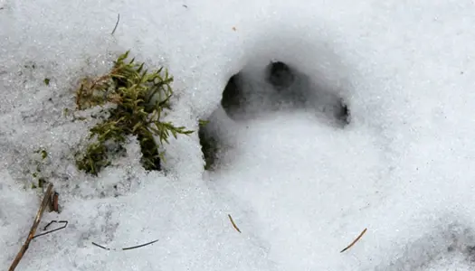 7. Ulve spiller en vigtig rolle i naturen