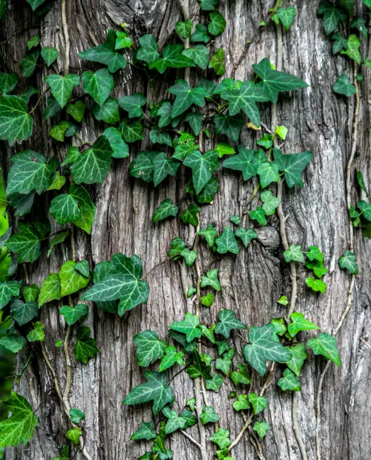 En alsidig plante i haven