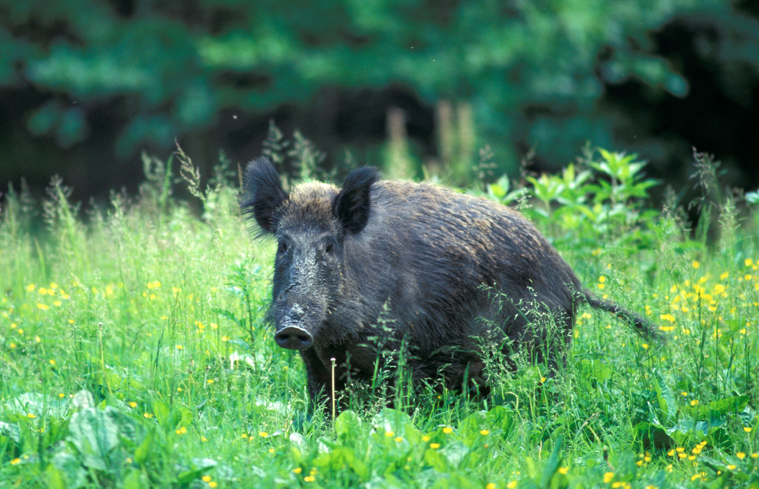 vildsvin_gejl.jpg