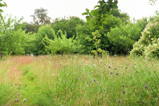 1. Slå din græsplæne