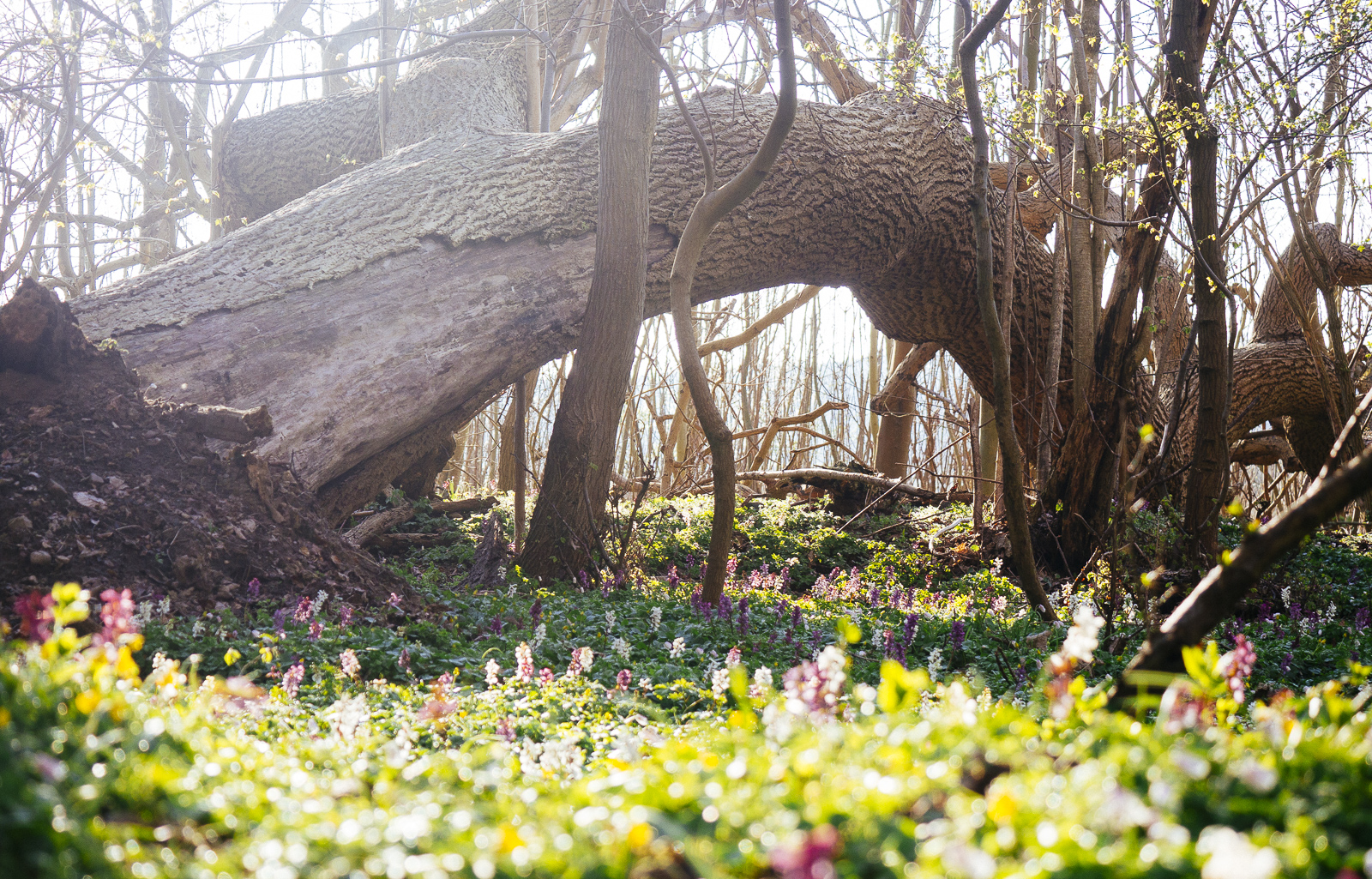 Vil du have mere vild natur?