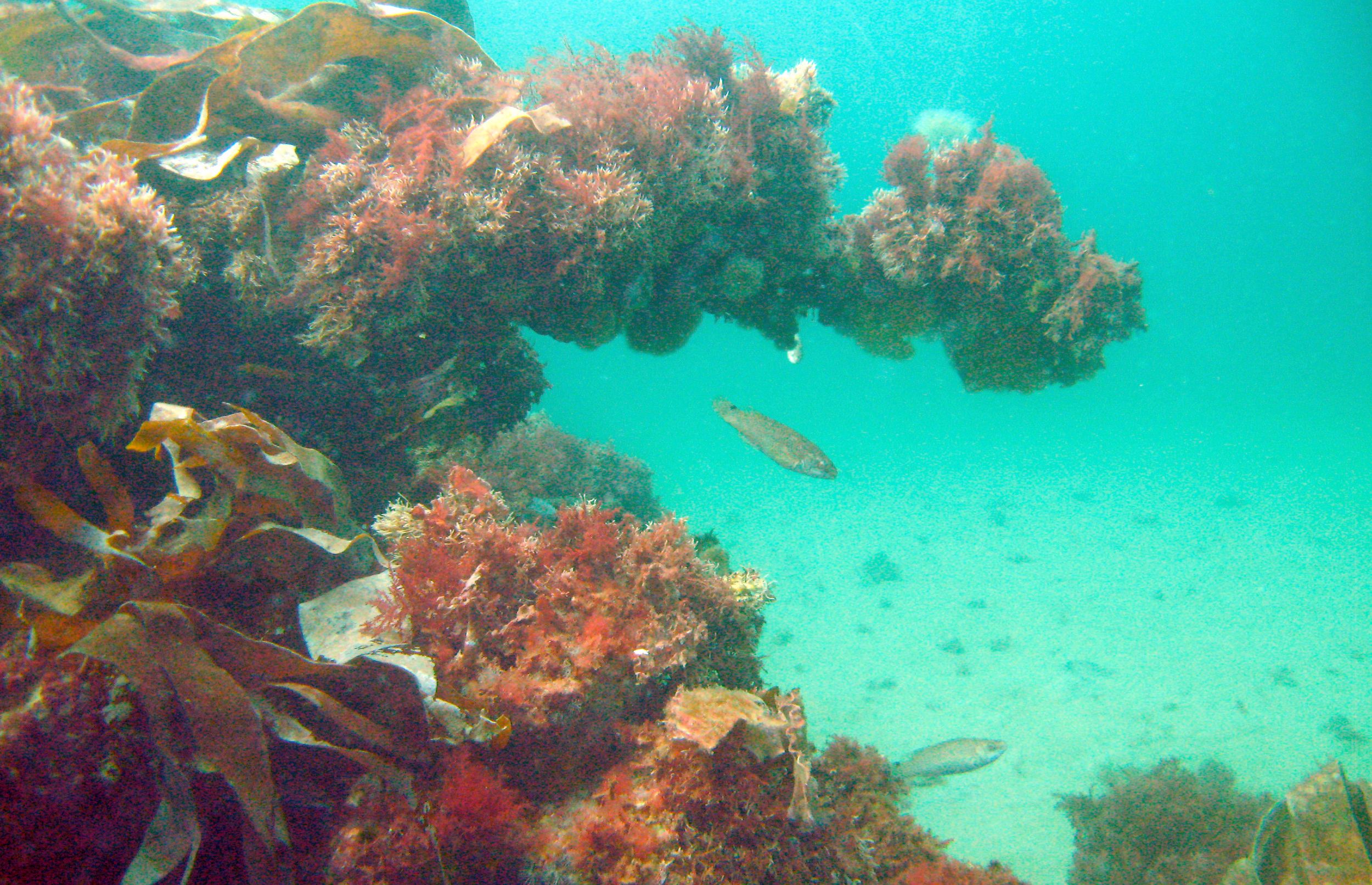 Boblerevene er Danmarks eneste 'koralrev' 