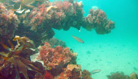 Boblerevene er Danmarks eneste 