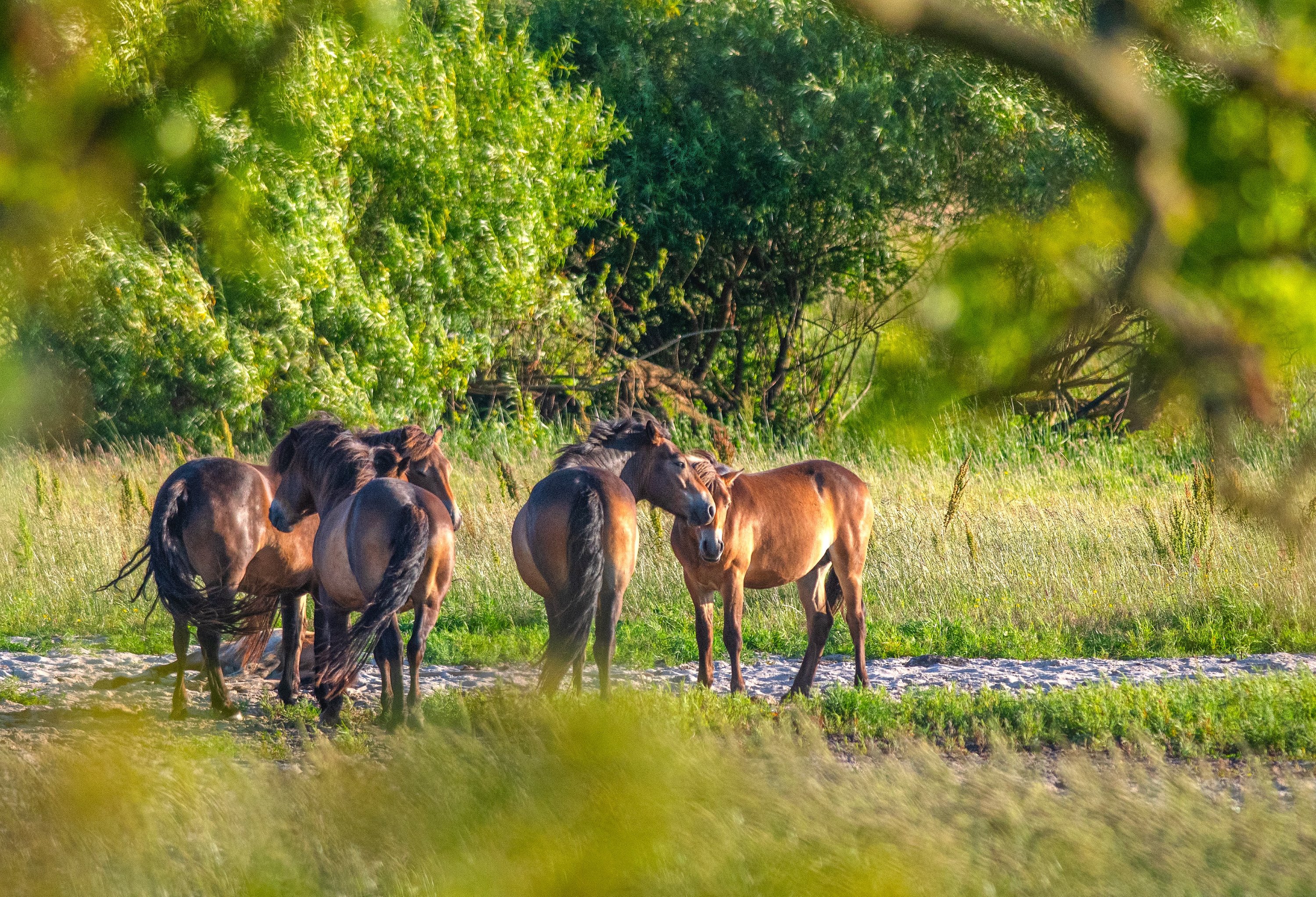 Danmarks Naturfond søger Skov- og Landskabsstuderende for 2025-26