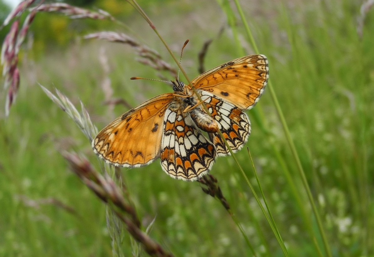 Sjælden sommerfugl spreder sig!