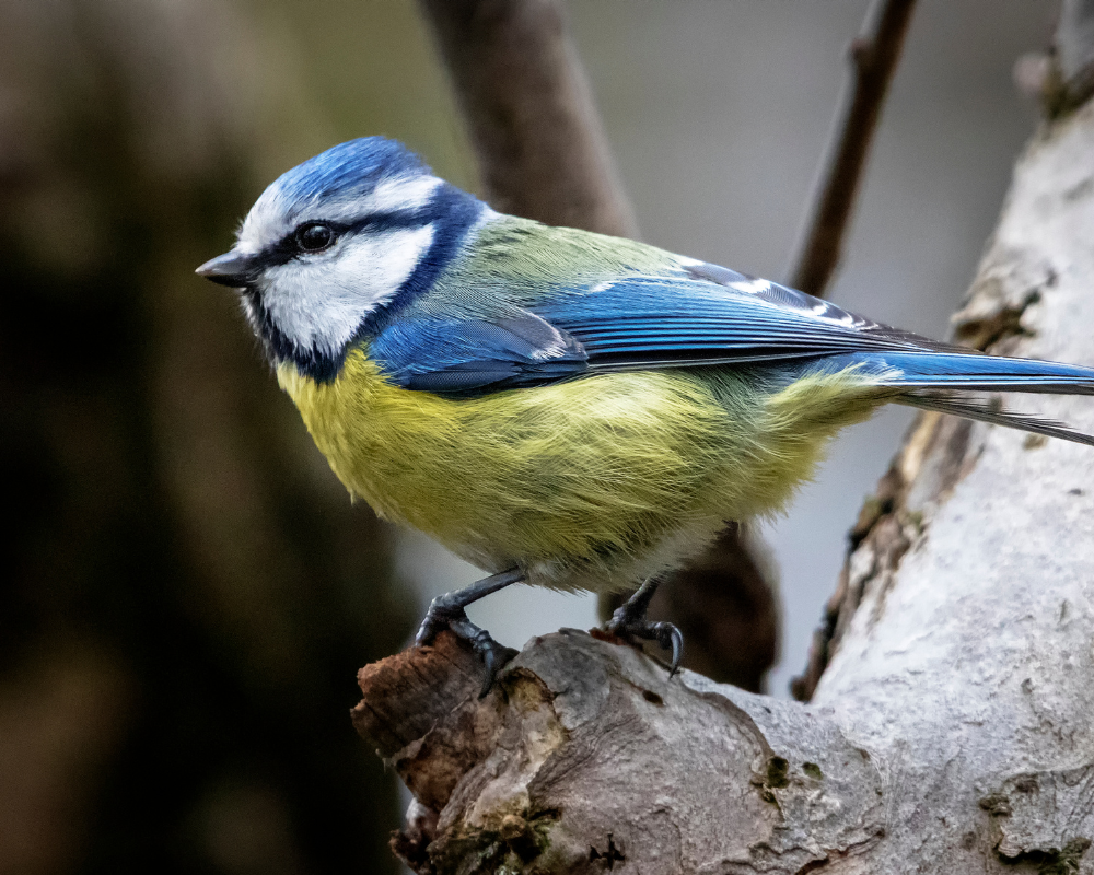 Fugle der elsker solsikkekerner