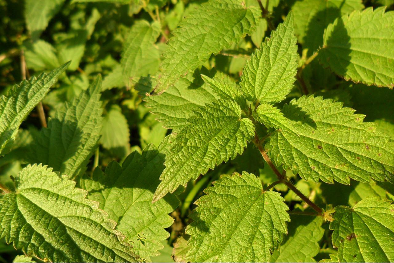 Lav selv brændenældete