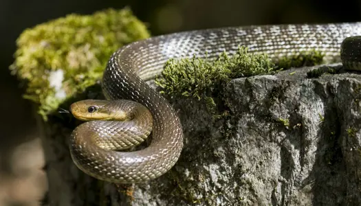 Den tvivlsomme æskulpasnog