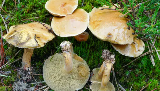 Grovporet slimrørhat (Suillus bovinus)