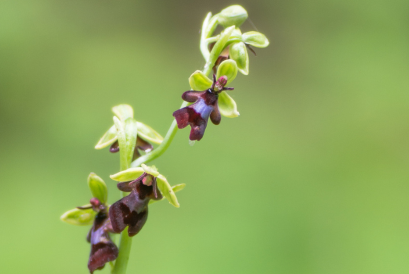 Kritisk truet blomst er endelig i fremgang 