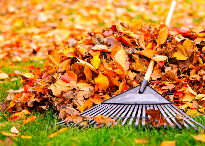 Leave the leaves: Derfor skal du lade bladene ligge