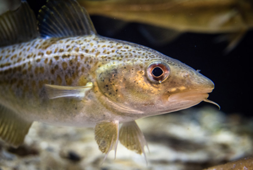 Torsken på kanten af kollaps - men ét sted er den i fremgang