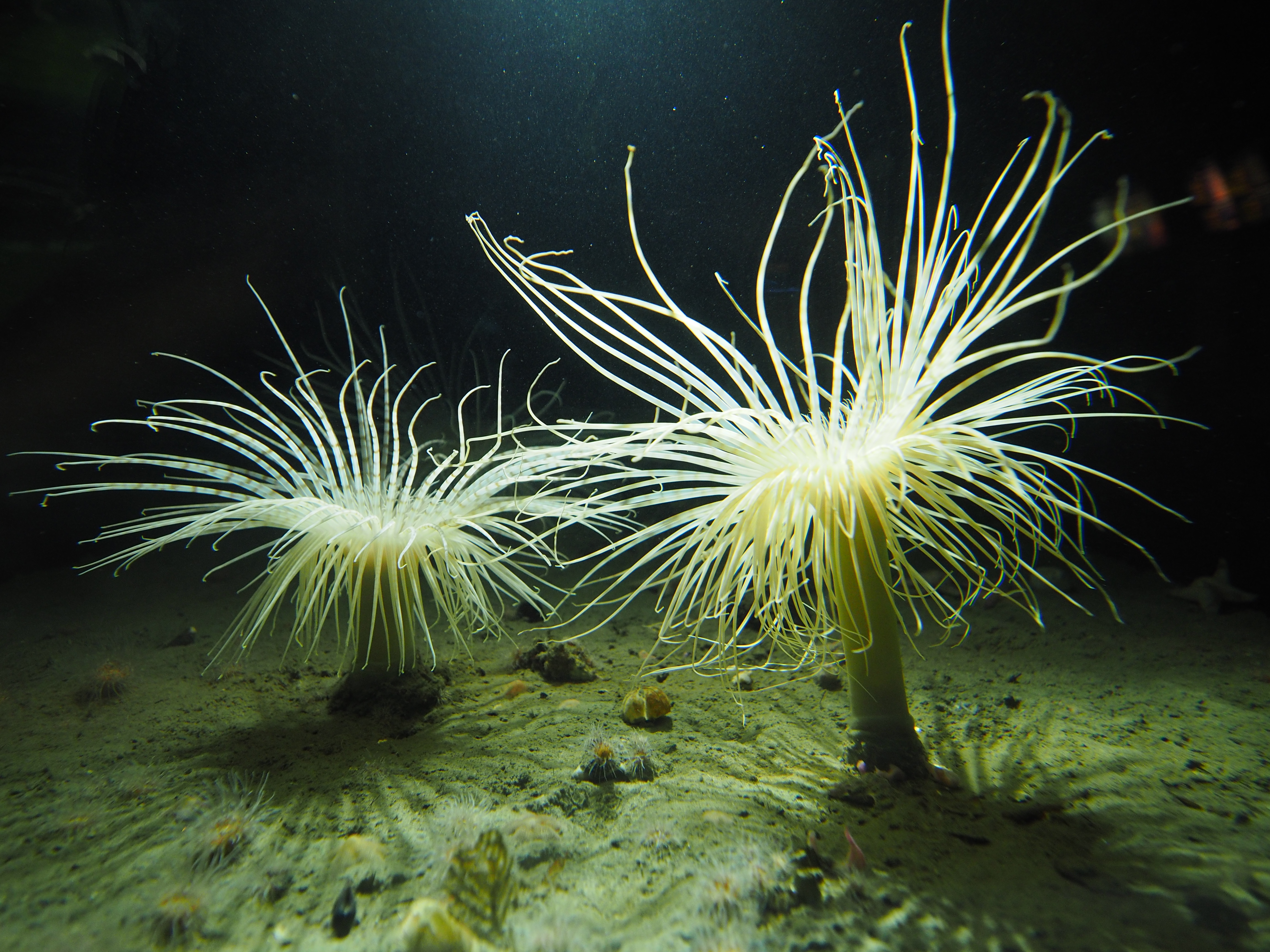 Søanemoner og sønellikker 