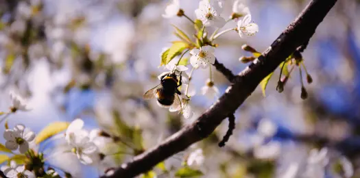 Skal din have være et helle?