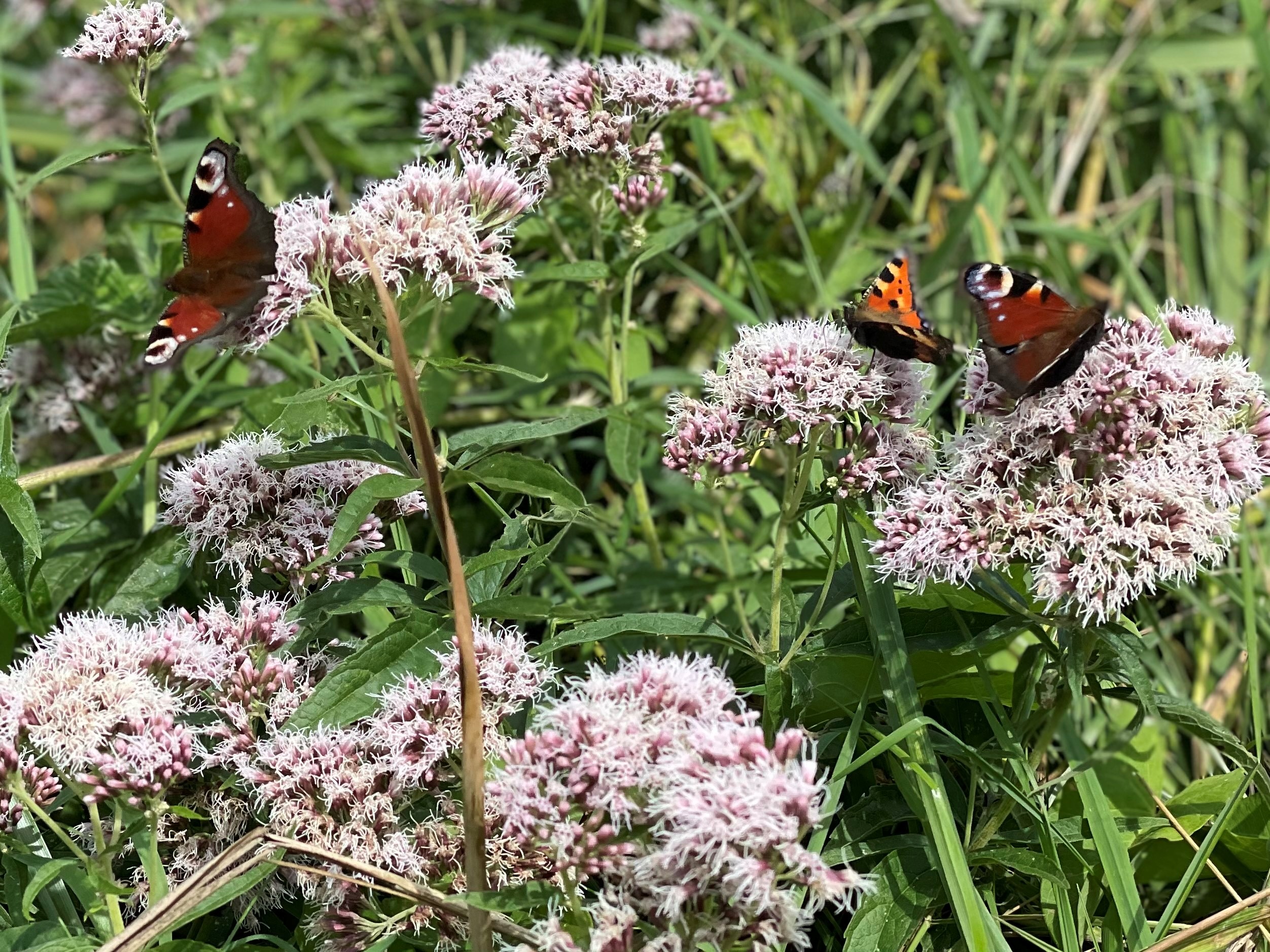Sommerfugle-suger-nektar-fra-hjortetrost-DNF-03625- Foto_Tim_Ammitzbøll_Gudkov.JPG