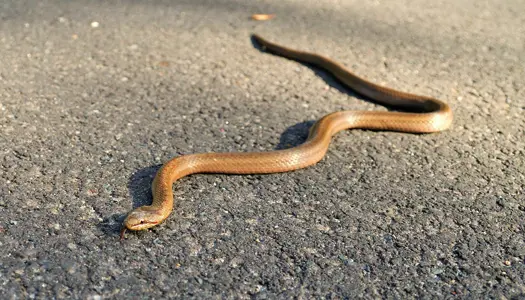 Den hemmelige glatsnog