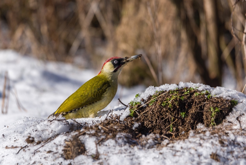 Karismatisk fugl er vendt hjem efter 80 års fravær 