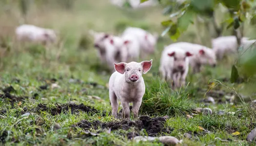Økologi giver bedre dyrevelfærd
