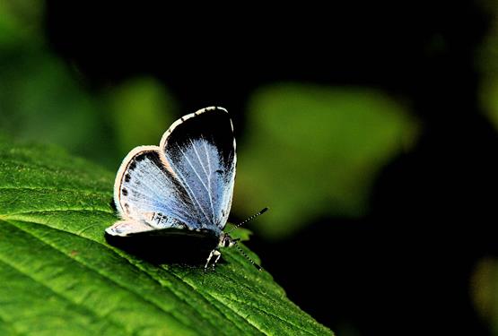10. Skovblåfugl