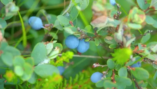 4. Plant stauder, buske og træer