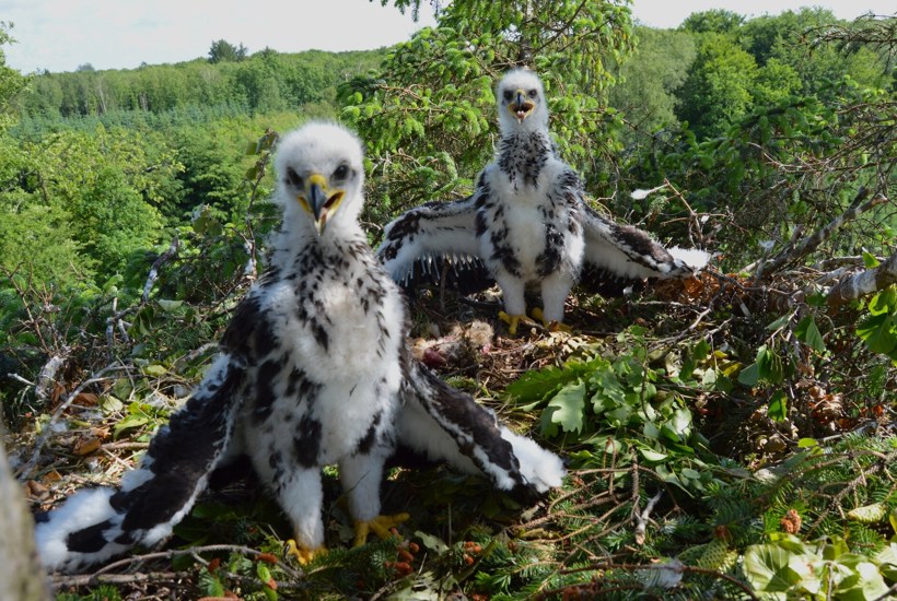 Fantastiske nyheder: 2024 var kongeår for de danske kongeørne 
