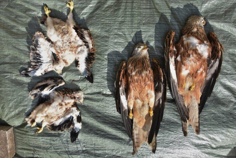 Når mennesker skader natur og dyr: Her er 5 eksempler på naturkriminalitet