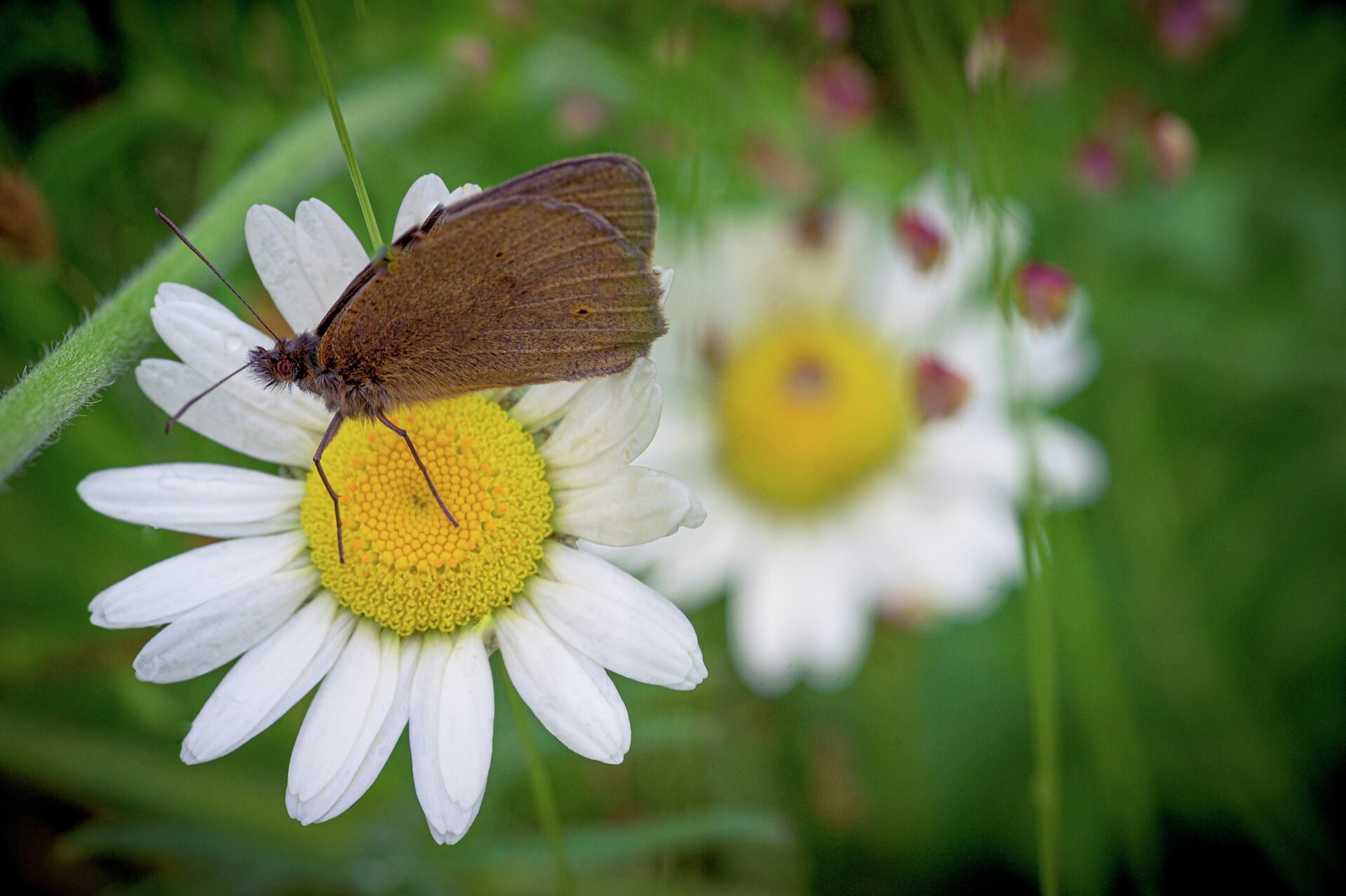  Hvid okseøje (Leucanthemum vulgare)