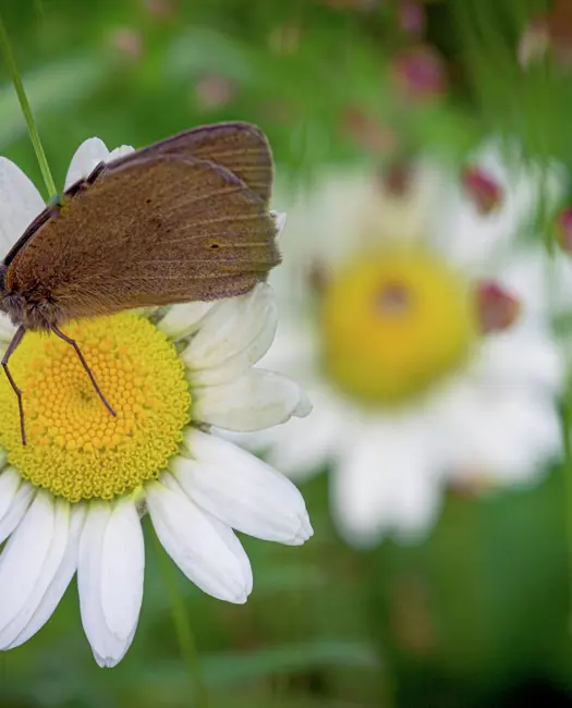  Hvid okseøje (Leucanthemum vulgare)