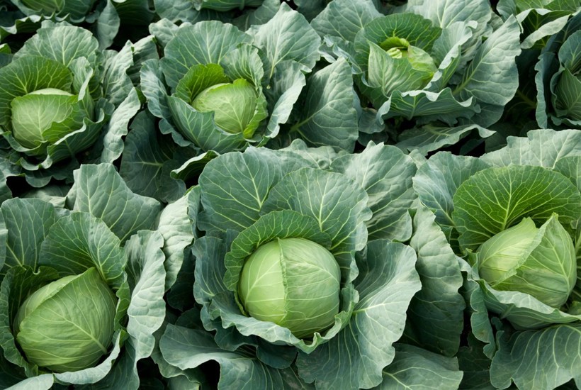 Grønne NGO'er: Sådan kan fremtidens bæredygtige landbrug se ud