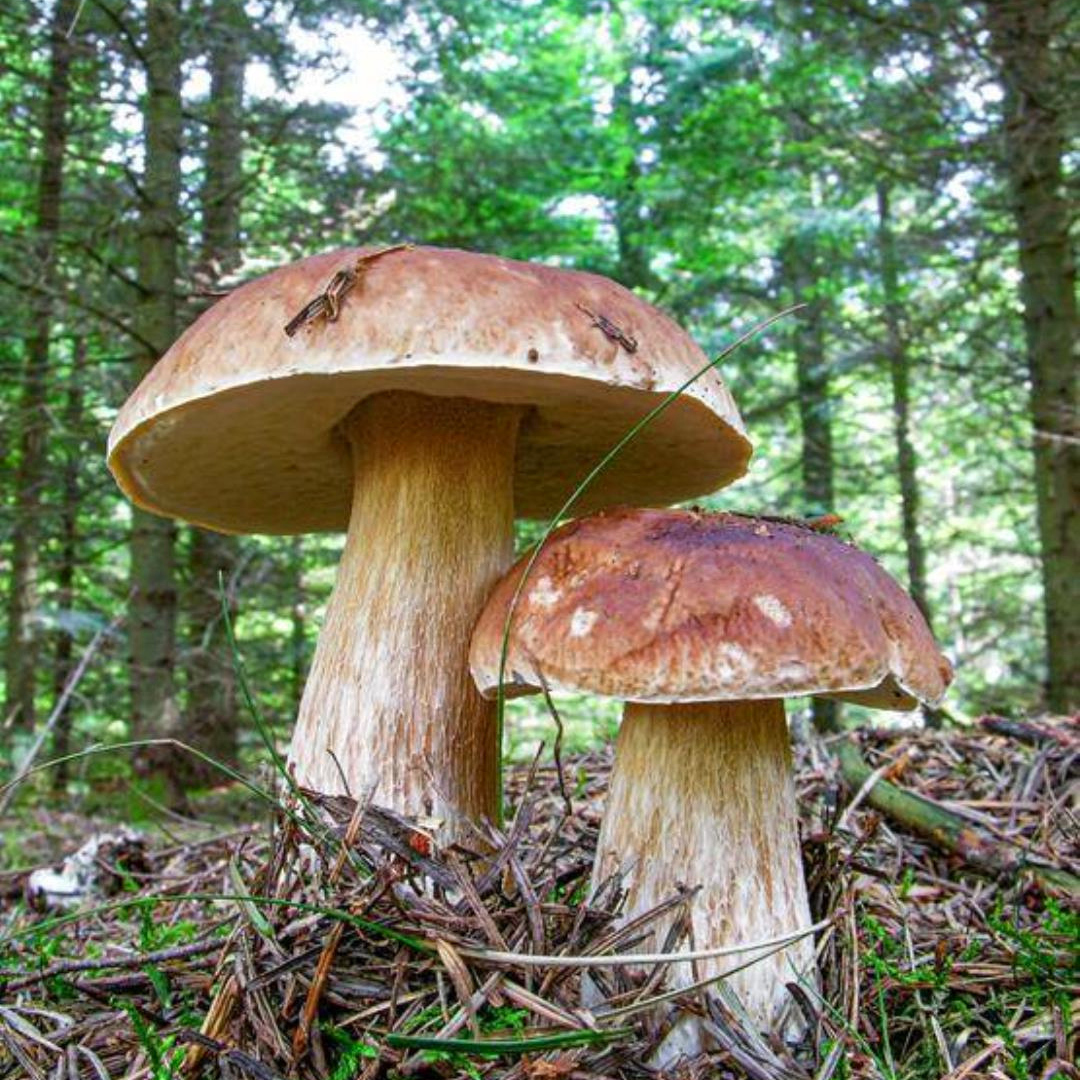 Karl Johan (Boletus edulis)