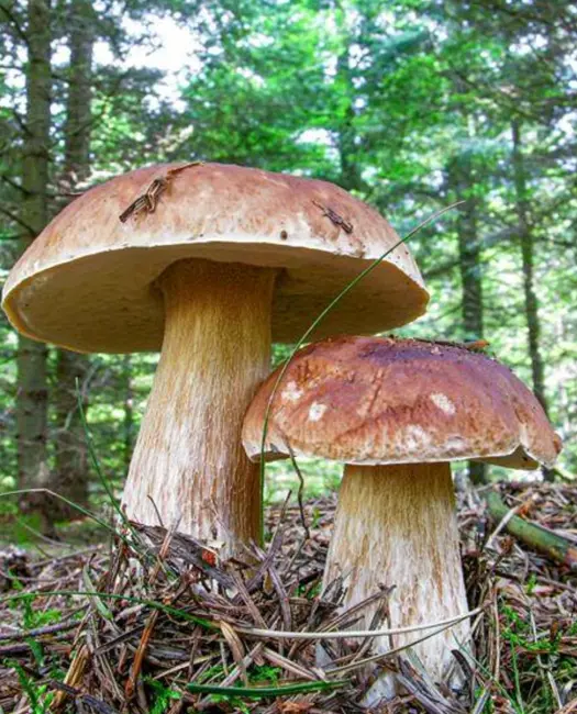 Karl Johan (Boletus edulis)