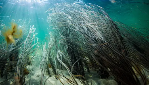 Vær med til at redde havet