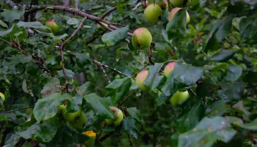 3) Husk årstiden og masser af vand