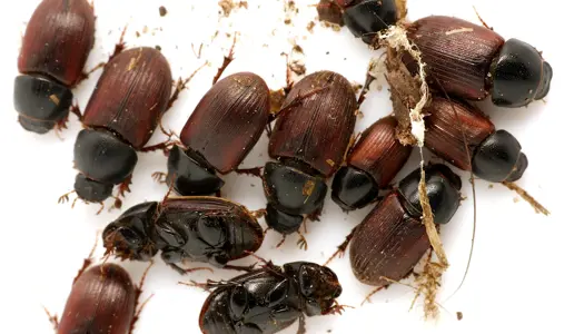 Snyltemøgbillen er genopdaget i Hammer Bakker