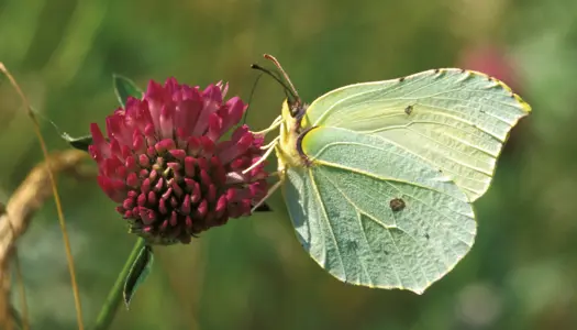 Pension og forsikring til naturen