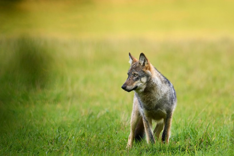 Monogame og lærenemme: Se 7 fascinerende facts om ulven