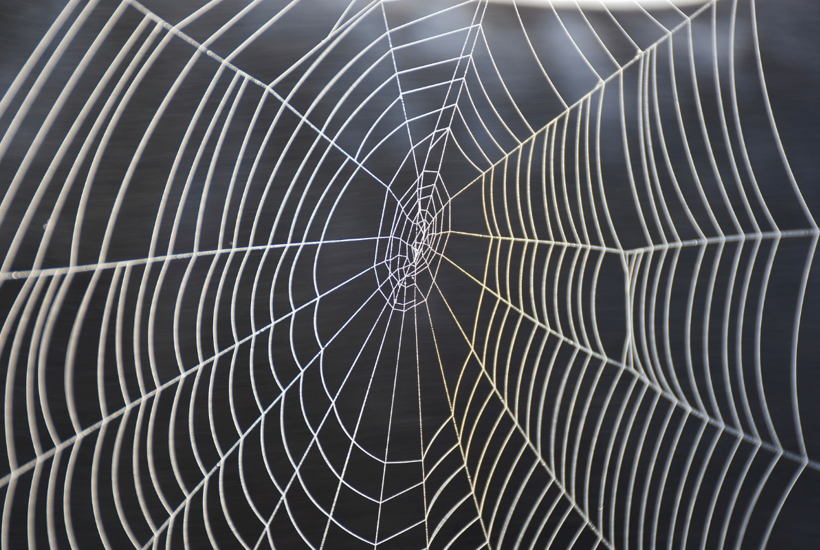 9 vilde facts du formentlig ikke kender om spindelvæv