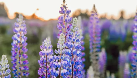 Fakta om lupiner