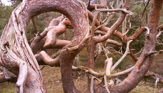 Troldeskoven, Tisvilde