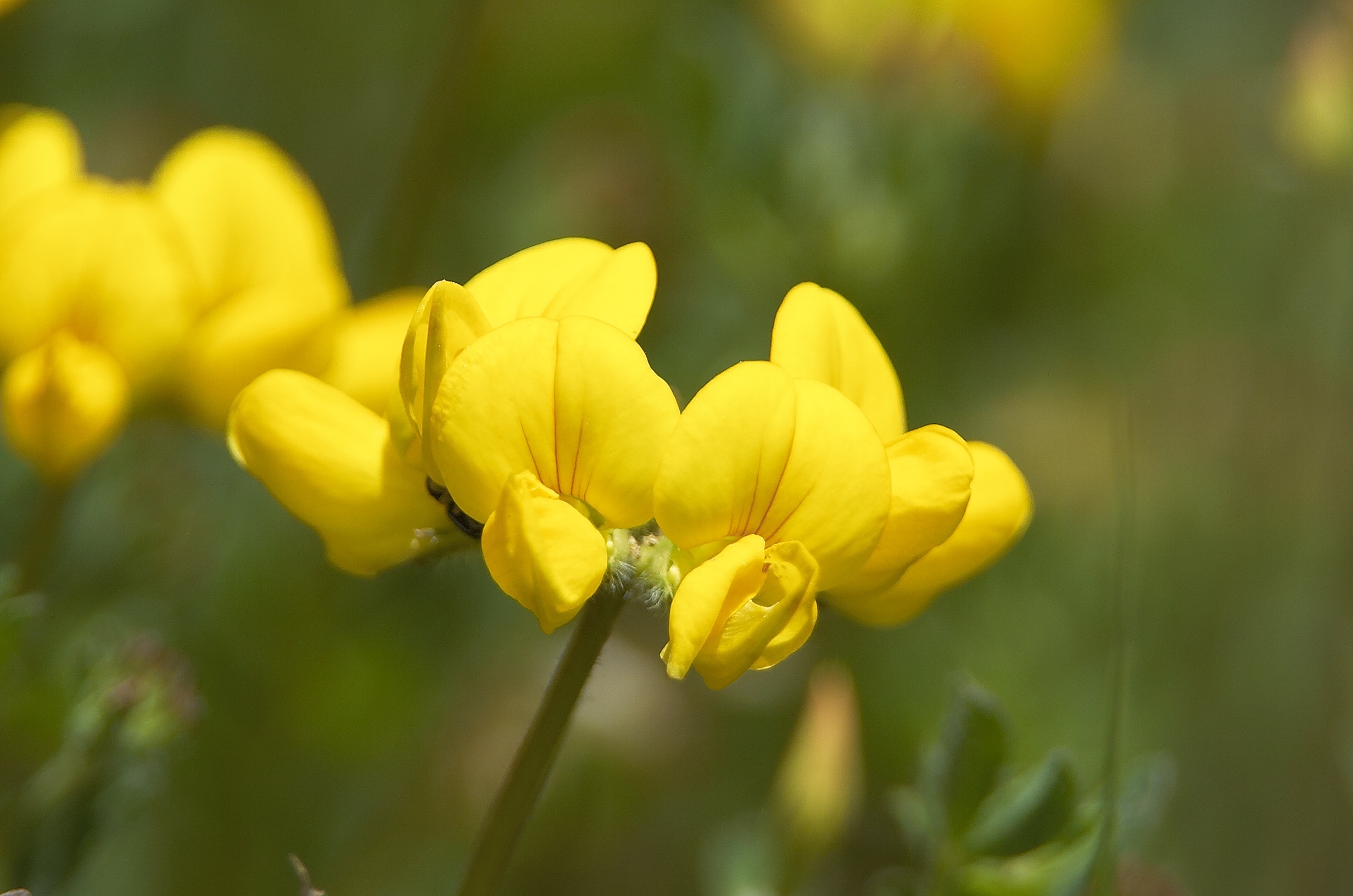 Almindelig kællingetand (Lotus corniculatus)