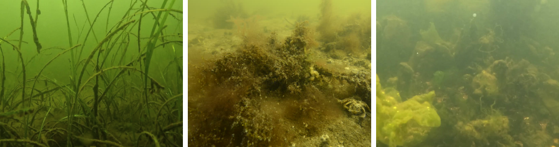 Nogle havområder er mere udsatte for iltsvind end andre 