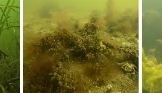 Nogle havområder er mere udsatte for iltsvind end andre 