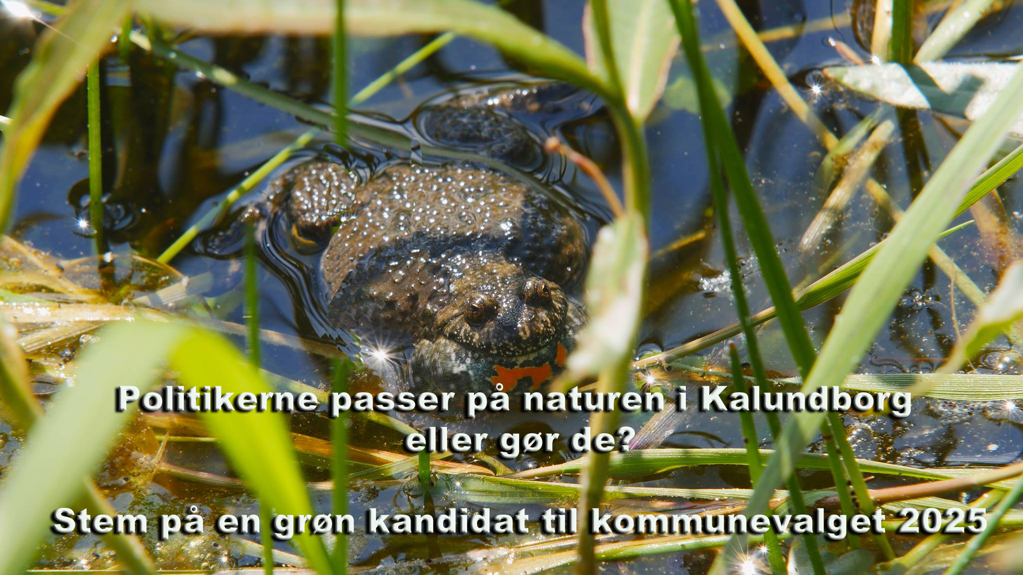 Kommunal- og Regionsvalg