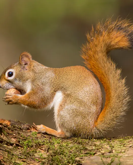 Gamle træer i haven er perfekte levesteder til egern
