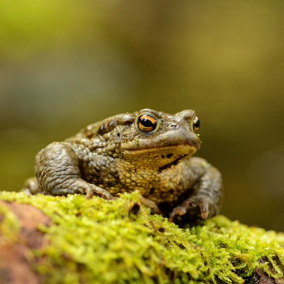 Skrubtudsen er glad for vand i haven