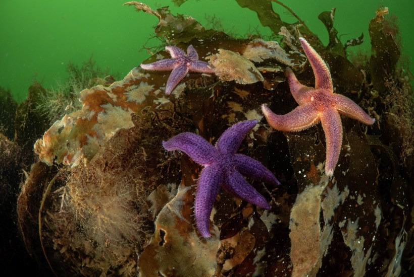 Ny Havnaturfond skal hjælpe livet tilbage i havet